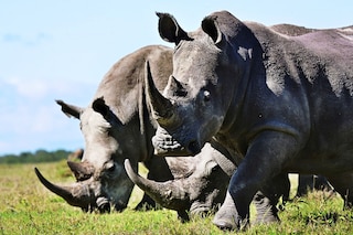 AI could help spot poachers more effectively. AI could help spot poachers more effectively.
Image: Tony Karumba / AFP©