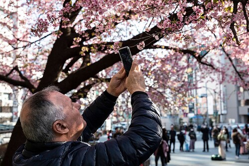 Tokyo"s official cherry bloom records go back 70 years and the delicate white-pink flowers have only appeared this early in 2021 and 2020, according to the weather agency.
Image: Richard A. Brooks / AFPÂ©