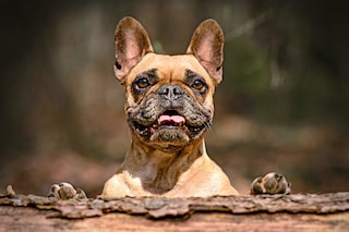 French bulldogs are described by AKC as "one-of-a-kind," with their trademark feature being their "large bat ears."
Image: Shutterstock
