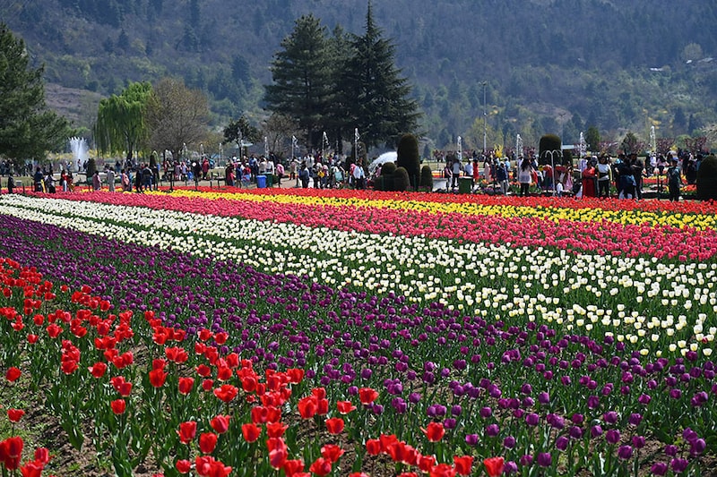 Tourists are seen at Asia"s largest tulip garden on March 28, 2023, in Srinagar, Jammu & Kashmir. Officials say over one lakh people visited the tulip garden in its opening week, majority of them being visitors from abroad and other states of India.