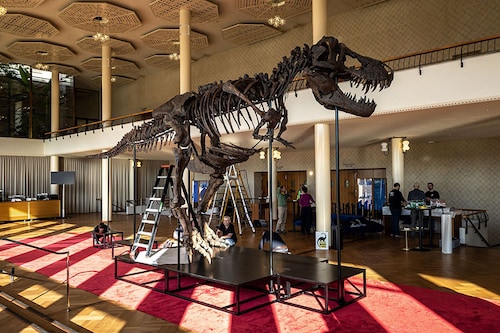 Trinity" a Tyrannosaurus-Rex skeleton dating back 67-million years which will be auctioned in Switzerland on April 18, 2023, marking the first such sale in Europe.
Image: Arnd Wiegmann / AFP