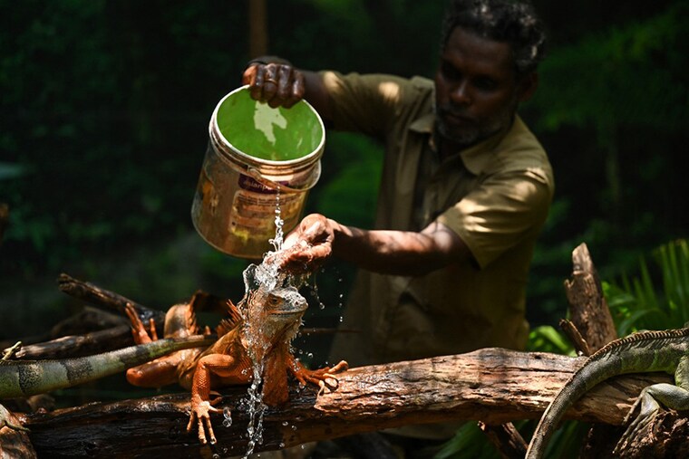 A worker sprays water on a Green Iguana on a hot summer day at the Snake Park in Chennai on May 19, 2023.