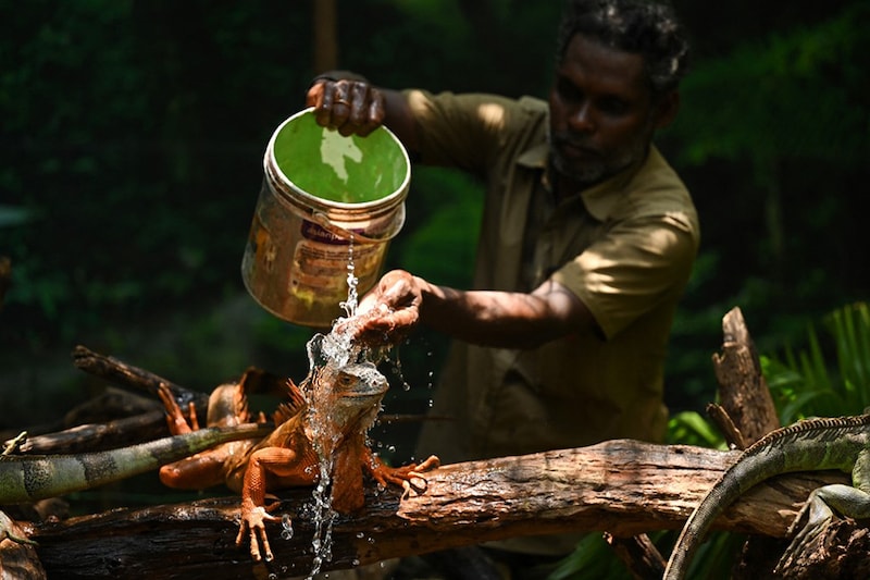 A worker sprays water on a Green Iguana on a hot summer day at the Snake Park in Chennai on May 19, 2023.
