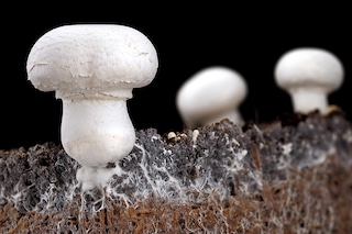 "A total of 184 fungal and 55 bacterial strains capable of breaking down" various plastics were found in the Jiangsu province of eastern China, the Royal Botanic Gardens in Kew said in a statement.
Representative Image: Shutterstock