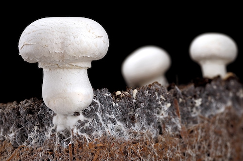 "A total of 184 fungal and 55 bacterial strains capable of breaking down" various plastics were found in the Jiangsu province of eastern China, the Royal Botanic Gardens in Kew said in a statement.
Representative Image: Shutterstock "A total of 184 fungal and 55 bacterial strains capable of breaking down" various plastics were found in the Jiangsu province of eastern China, the Royal Botanic Gardens in Kew said in a statement.
Representative Image: Shutterstock