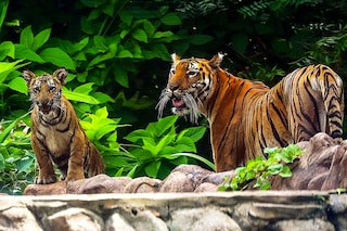 Three-quarters of the world"s wild tigers live in India, but the destruction of their natural habitat have seen their numbers plummet.
Image: Sujit Jaiswal/ AFP