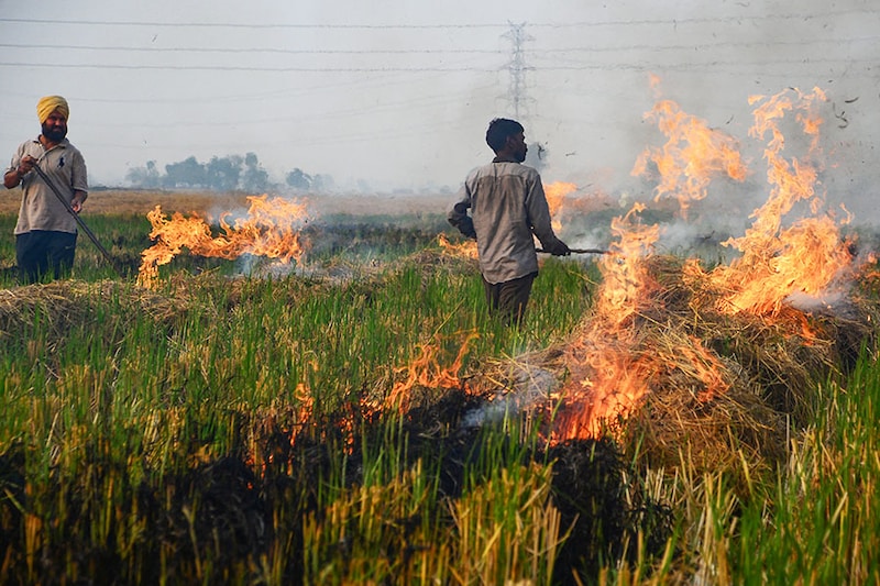 In this photo taken on October 31, 2023, farmers burn straw stubble after a harvest in a paddy field on the outskirts of Jalandhar, Punjab. According to the Union Environment Ministry, the maximum share of farm fires in Delhi"s PM2.5 pollution stood at 34 percent on November 3 last year and 48 percent on November 7, 2021. The Commission for Air Quality Management reports that the number of stubble-burning incidents in Punjab and Haryana has reduced by 56 percent and 40 percent, respectively, compared to last year