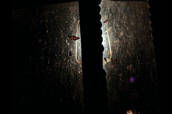 Sharma’s pursuit of light flows into her nocturnal imagery which is imbued with a certain delicacy.
Image: Himadri Sharma