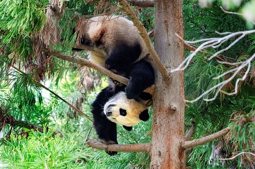 Image credit: Jim WATSON / AFP