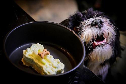 A dog named Pepe waits for a bone-shaped dessert served at the Fiuto restaurant in Rome.
Image: Tiziana Fabi / AFPÂ©