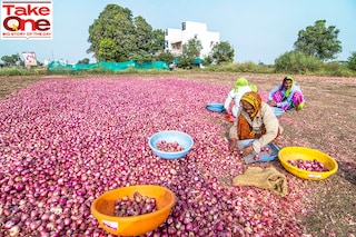 Agricultural labours engaged in grading and separation activities at Onion farm at Lasalgaon in Nashik, India. Image: Pratik Chorge/Hindustan Times via Getty Images
