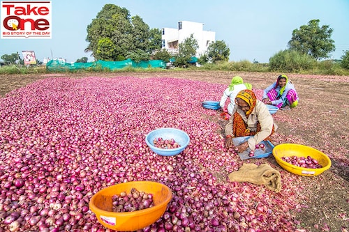 Agricultural labours engaged in grading and separation activities at Onion farm at Lasalgaon in Nashik, India. Image: Pratik Chorge/Hindustan Times via Getty Images