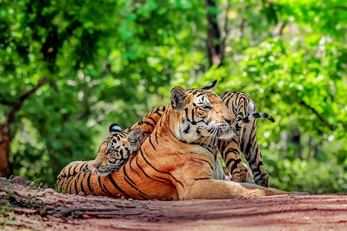 Nine Tiger reserves were established in 1973
Image: Sandipan Barddhaman/Shutterstock