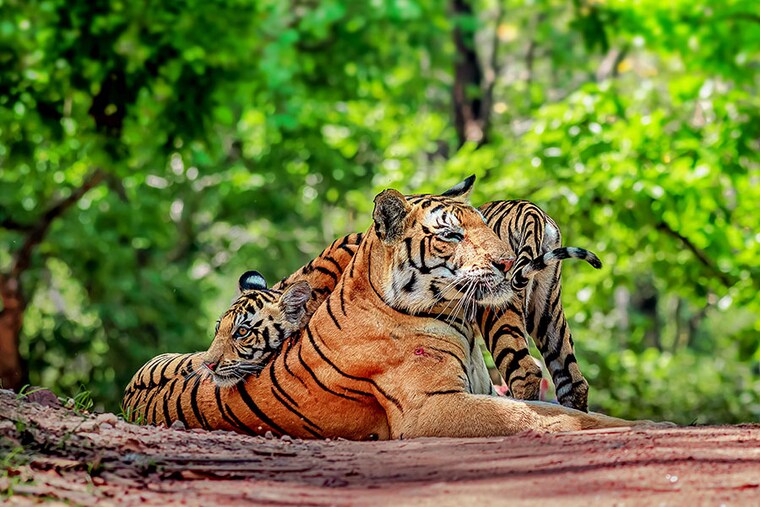 Nine Tiger reserves were established in 1973
Image: Sandipan Barddhaman/Shutterstock
