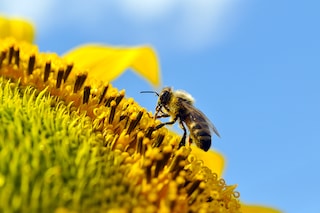 Bees" ability to find flowers could be hampered by pollution from cars, scientists find.
Image: Shutterstock