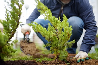 Major tree planting commitments often involve agroforestry or plantations, where the trees will eventually be felled, releasing carbon. Image: Shutterstock