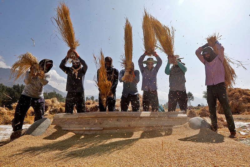 Farmers thrash rice paddies in a field in Tral town in Kashmir"s Pulwama district. The Indian government said it will maintain a $1,200 per ton minimum export price (MEP) on basmati rice shipments even as it continues to curb overseas shipments. Today, October 16th is World Food Day.