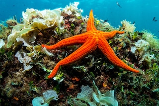 Global warming could encourage the proliferation of crown-of-thorns sea stars, which are veritable predators of coral reefs. Image: Adam Ke / Shutterstock©
