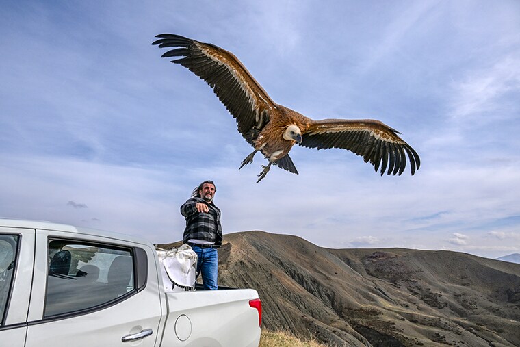 A griffon vulture flies over the sky after being released back to nature. It was found injured and exhausted, and received treatment by Van Yuzuncu Yil University"s (YYU) Wild Animal Protection Rehabilitation Center in Van, Turkey, on October 27, 2023. Image: Ozkan Bilgin/Anadolu via Getty Images