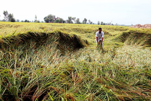 Monsoon continued to remain weak in the second week of September as dry spells continued with rains below normal.  Image: Sanjeev Kumar/Hindustan Times via Getty Images