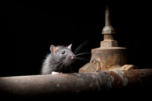 Rats are New York"s latest tourist attraction. Image: Shutterstock Rats are New York"s latest tourist attraction. Image: Shutterstock