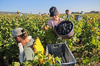 Harvesters collect grapes during the harvest at the Ch‚teau de La Tour, within the Clos Vougeot vineyard in Vougeot, in the Burgundy wine region, on September 11, 2023.
Image: Arnaud Finistre / AFP