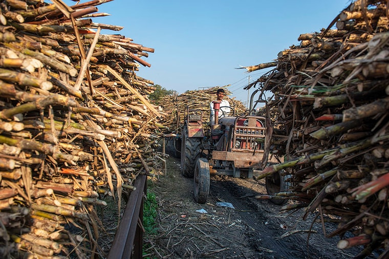 A sugarcane farmer is seen in a queue waiting to sell harvested sugarcane outside at Baghpat Cooperative Sugar Mills ltd, Baghpat, Uttar Pradaesh. Image: Pradeep Gaur/SOPA Images/LightRocket via Getty Images