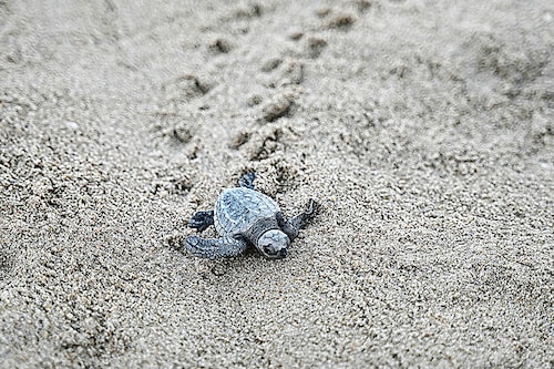 Newly hatched Olive Ridley turtles were released on a beach in Chennai after their eggs were collected by the volunteers and forest department workers lying along the coastline of the Bay of Bengal, in Chennai on April 1, 2024.