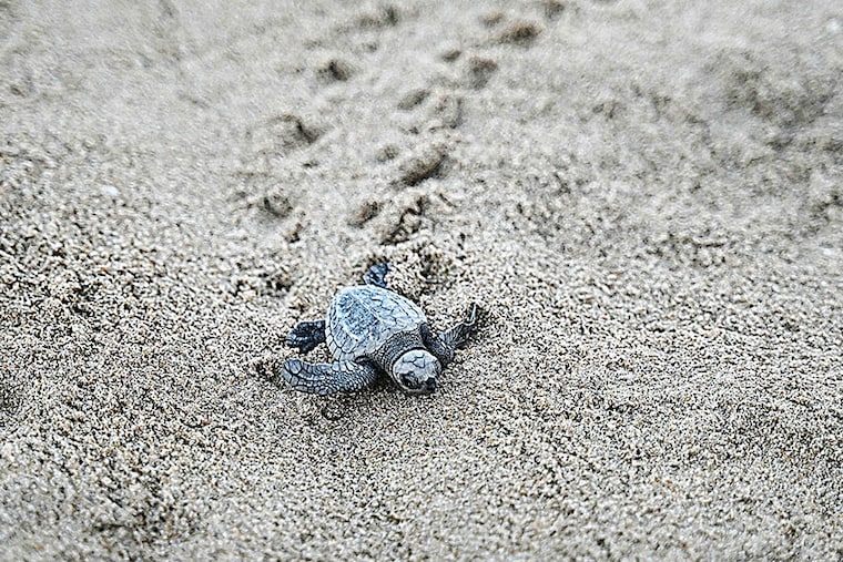 Newly hatched Olive Ridley turtles were released on a beach in Chennai after their eggs were collected by the volunteers and forest department workers lying along the coastline of the Bay of Bengal, in Chennai on April 1, 2024.
