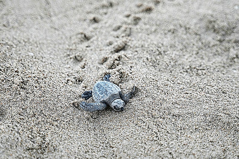 Newly hatched Olive Ridley turtles were released on a beach in Chennai after their eggs were collected by the volunteers and forest department workers lying along the coastline of the Bay of Bengal, in Chennai on April 1, 2024.