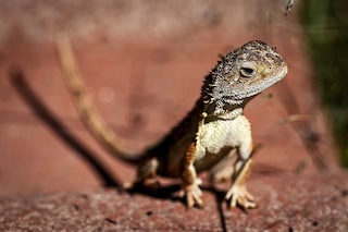A grassland earless dragon lizard at the Tidbinbilla Nature Reserve located on the outskirts of the Australian capital city of Canberra
Image: David Gray / AFP©