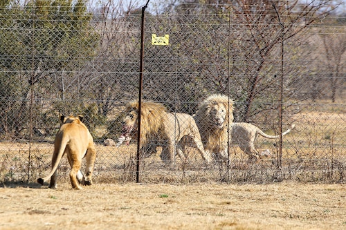 The practice of breeding big cats to later have them shot by wealthy hunters typically paying thousands of US dollars has long been loathed by conservation and animal rights groups. Image: Shutterstock