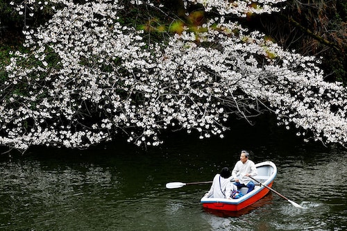 Visitors ride a boat next to cherry blossoms at Chidorigafuchi Park in Tokyo, Japan April 4, 2024.
