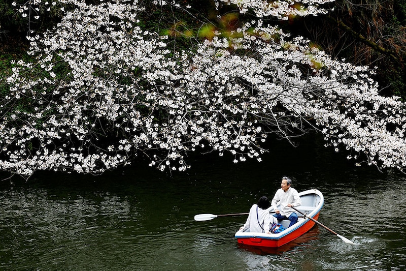 Visitors ride a boat next to cherry blossoms at Chidorigafuchi Park in Tokyo, Japan April 4, 2024.