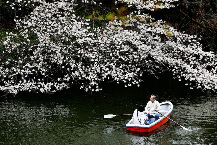 Visitors ride a boat next to cherry blossoms at Chidorigafuchi Park in Tokyo, Japan April 4, 2024.