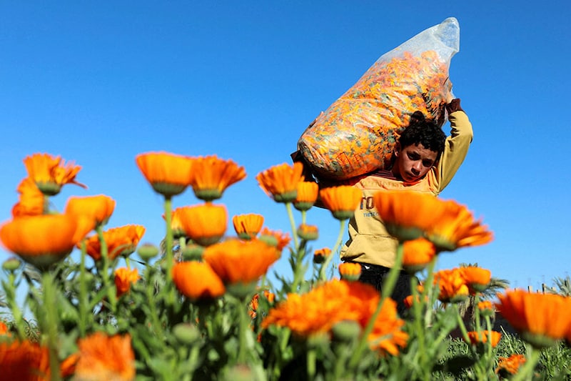 A boy carries a sack of calendula flowers to be dried, which are usually exported and used for cosmetics, pharmaceuticals, and traditional medicine, during the annual calendula flower harvest, at a field in Al Fayoum Governorate, southwest of Cairo, Egypt March 21, 2024.