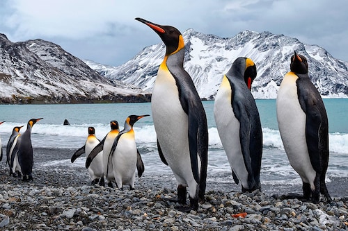 Emperor penguins breed on sea-ice platforms, with chicks hatching in the winter between late July and mid-August.
Image: Shutterstock Emperor penguins breed on sea-ice platforms, with chicks hatching in the winter between late July and mid-August.
Image: Shutterstock