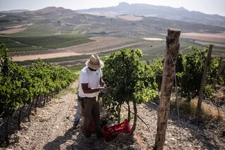A worker harvests grapes of Merlot in the Donnafugata vinery in Contessa Entellina, south west of Sicily, on August 7, 2024. High temperatures and drought in Sicily force wineries to start the harvest 10 days in advance.
Image: Marco Bertorello / AFP