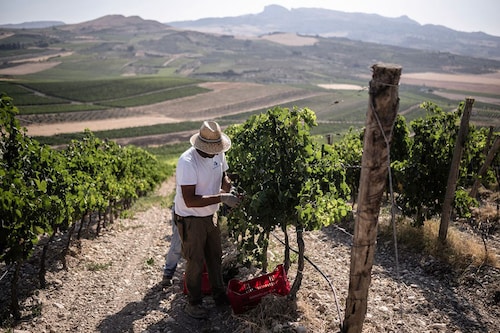 A worker harvests grapes of Merlot in the Donnafugata vinery in Contessa Entellina, south west of Sicily, on August 7, 2024. High temperatures and drought in Sicily force wineries to start the harvest 10 days in advance.
Image: Marco Bertorello / AFP A worker harvests grapes of Merlot in the Donnafugata vinery in Contessa Entellina, south west of Sicily, on August 7, 2024. High temperatures and drought in Sicily force wineries to start the harvest 10 days in advance.
Image: Marco Bertorello / AFP