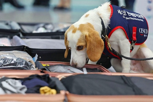Ceco, a two-year-old beagle, is trained to detect the smell of pheromones unique to bedbugs and can locate the blood-sucking pests within two minutes with an accuracy rate of 95 percent.
Image: Yonhap / AFP© Ceco, a two-year-old beagle, is trained to detect the smell of pheromones unique to bedbugs and can locate the blood-sucking pests within two minutes with an accuracy rate of 95 percent.
Image: Yonhap / AFP©