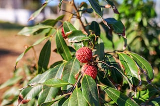 A small number of Greek growers are turning to tropical fruits—mangoes, avocados, lychees, cherimoya and macadamia nuts.
Image: Aris Oikonomou / AFP©