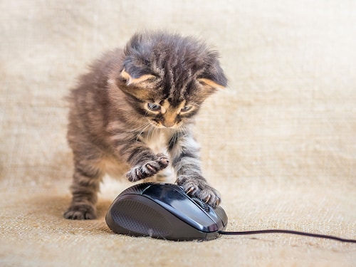 Humanise your brand and make it more relatable
Image: Shutterstock Humanise your brand and make it more relatable
Image: Shutterstock
