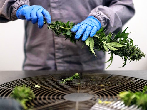 An employee processes marijuana plants harvested in the cannabis plantation owned by Iberfar"s FAI Therapeutics pharmaceutical company, in Serpa 
Image: Patricia De Melo Moreira / AFP© An employee processes marijuana plants harvested in the cannabis plantation owned by Iberfar"s FAI Therapeutics pharmaceutical company, in Serpa 
Image: Patricia De Melo Moreira / AFP©