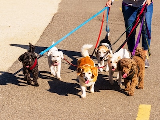 Ads for pet-sitter roles are increasingly popular among jobseekers in Singapore.Image credit: Shutterstock