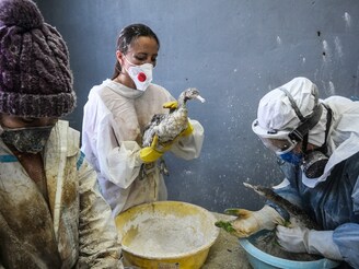 Volunteers use flour to clean live birds following an oil spill caused by two tankers damaged in a storm in the Kerch Strait in the village of Vityazevo near the Black Sea resort of Anapa, Russia, on December 20, 2024. 3,350 tonnes of low-grade fuel have contaminated at least 60km of shoreline on an important global shipping route connecting vessels moving between the Sea of Azov and the Black Sea.