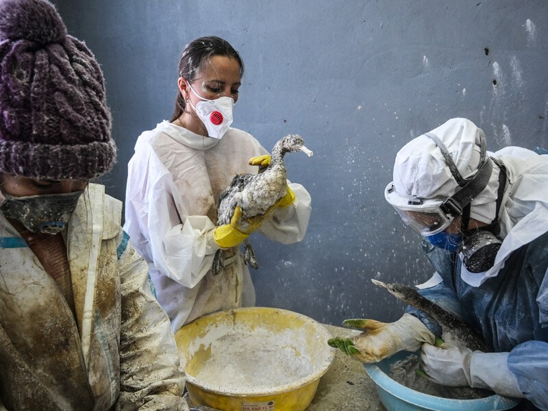 Volunteers use flour to clean live birds following an oil spill caused by two tankers damaged in a storm in the Kerch Strait in the village of Vityazevo near the Black Sea resort of Anapa, Russia, on December 20, 2024. 3,350 tonnes of low-grade fuel have contaminated at least 60km of shoreline on an important global shipping route connecting vessels moving between the Sea of Azov and the Black Sea.
