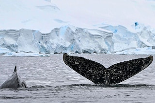 The Antarctic ice sheet has been suffering for years from rising global temperatures. Image: Photography JUAN BARRETO / AFP
