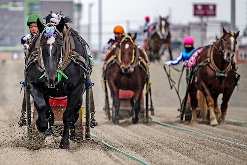 A Banei Keiba horse race at the Obihiro racecourse in Obihiro, Hokkaido Prefecture A Banei Keiba horse race at the Obihiro racecourse in Obihiro, Hokkaido Prefecture
Image: Philip Fong / AFP© A Banei Keiba horse race at the Obihiro racecourse in Obihiro, Hokkaido Prefecture A Banei Keiba horse race at the Obihiro racecourse in Obihiro, Hokkaido Prefecture
Image: Philip Fong / AFP©