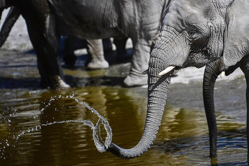African bush elephants African bush elephants
Image: Pedro Pardo / AFPÂ©