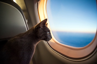 Japanese airline StarFlyer is opening its aircraft doors to pets, for 50,000 yen (approx $335).
Image: Shutterstock